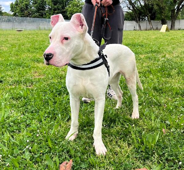 ALBINO DOGO ARGENTINO Foto 2